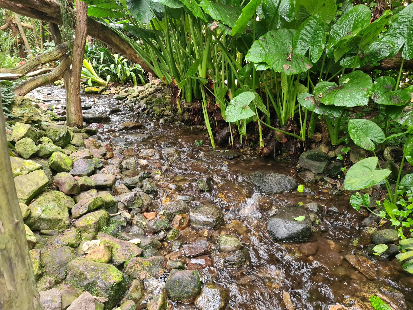 Stepping stones through stream in "Amazon" hall