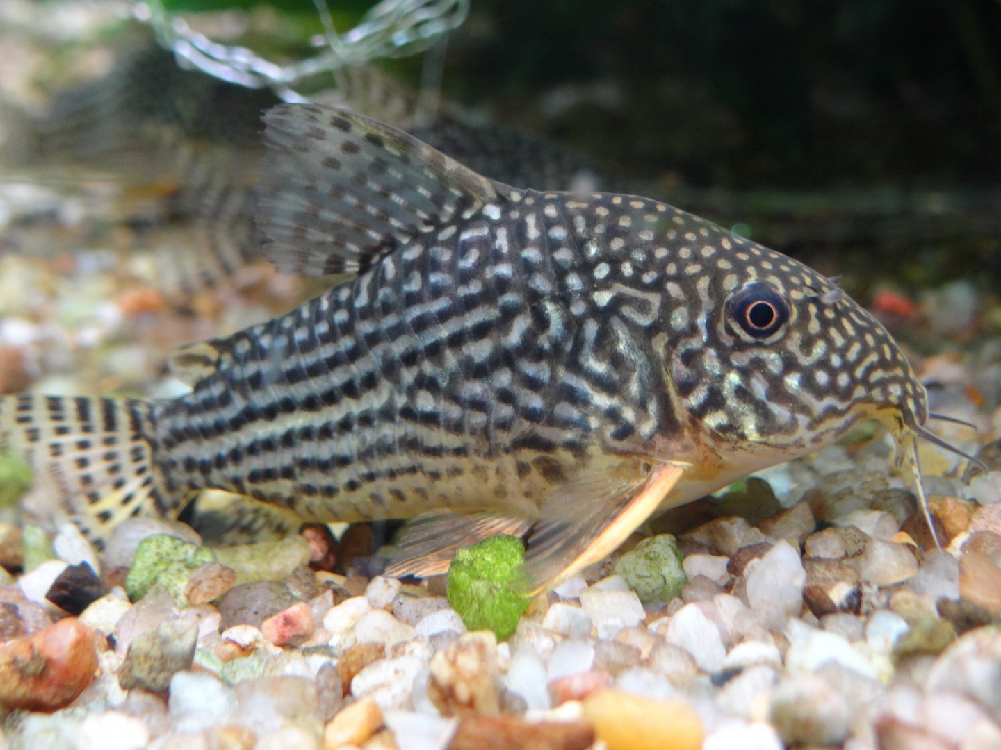 Sterba's Corydoras (Corydoras sterbai)