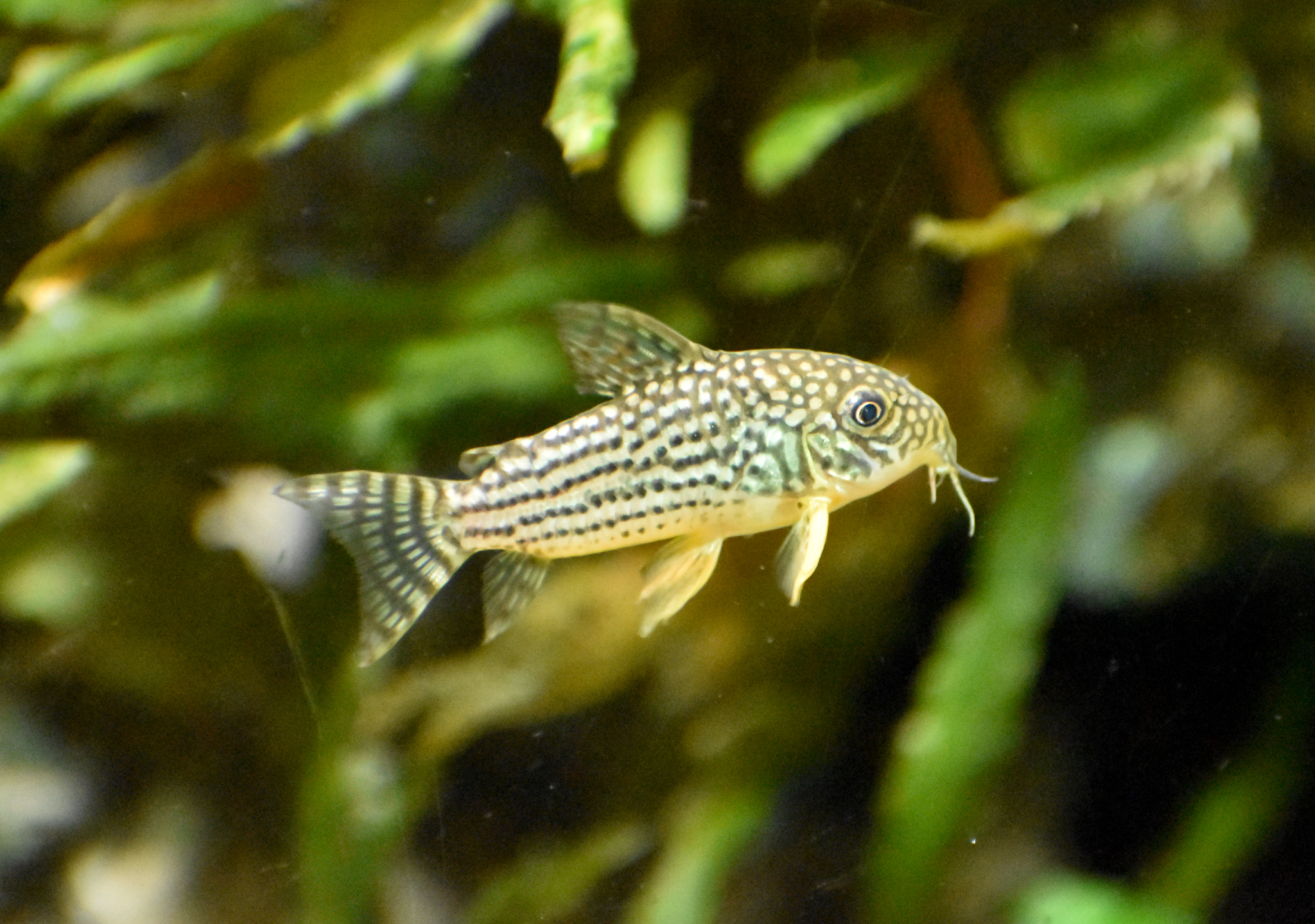 Sterba's Corydoras