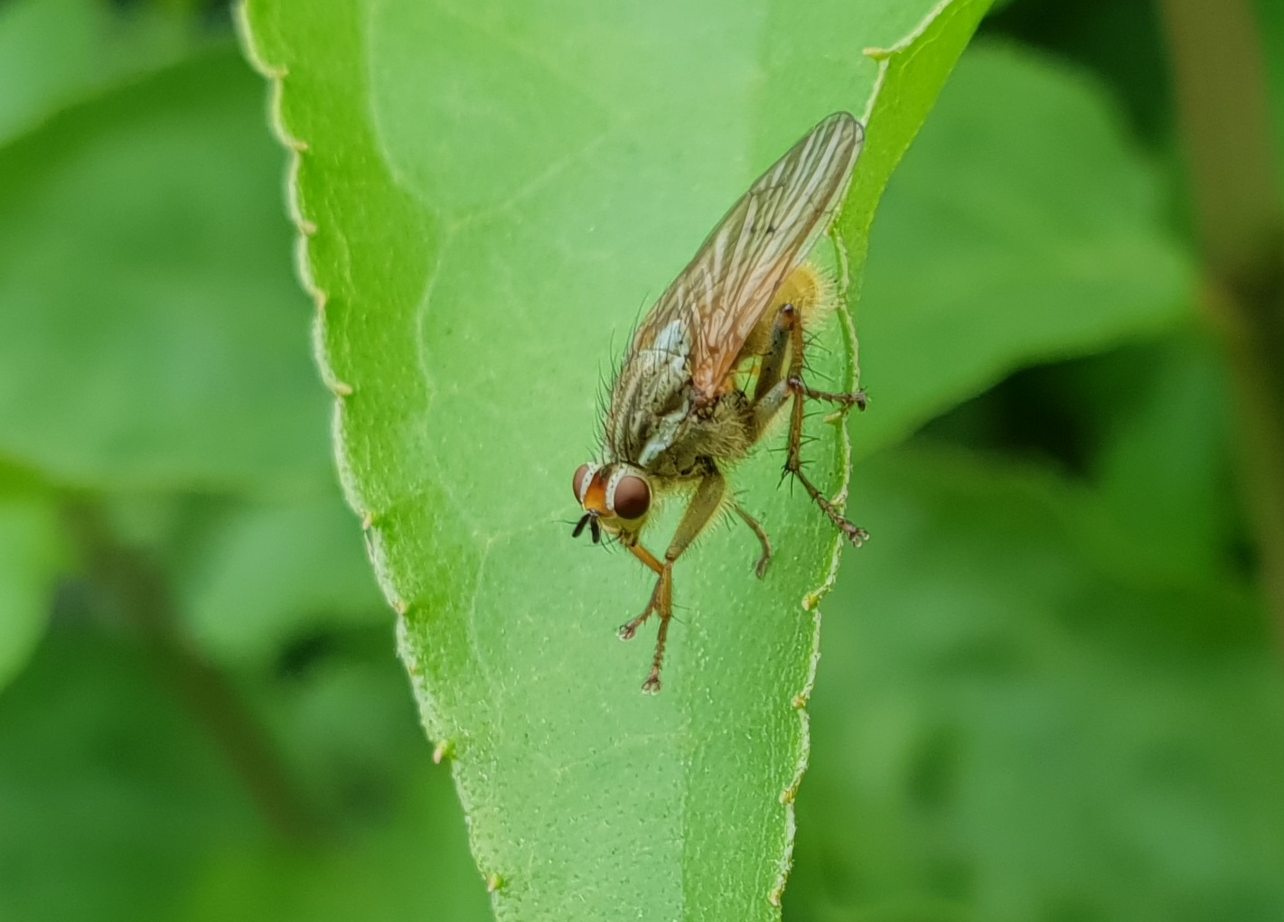 Stercoria scatophaga