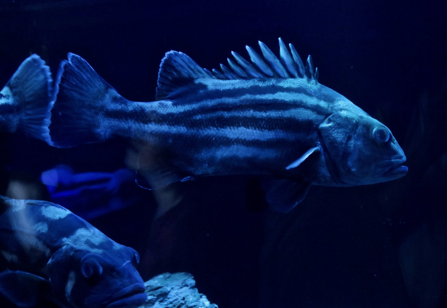 Stereolepis doederleni