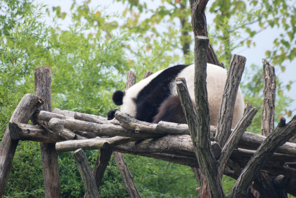 Stereotypically-active Giant Panda at Pairi Daiza, 31/08/14