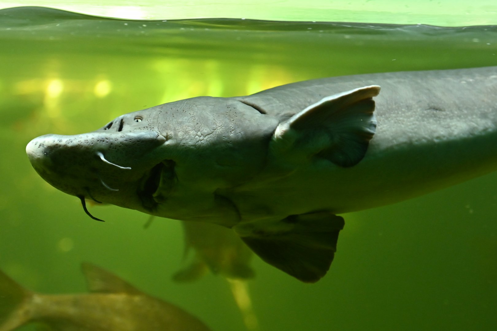 Sterlet Accipenser ruthvenensis