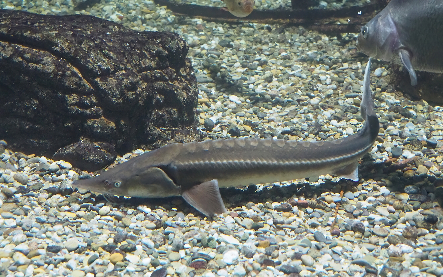 Sterlet (Acipenser ruthenus) and Common bream (Abramis brama), 2022-09-04