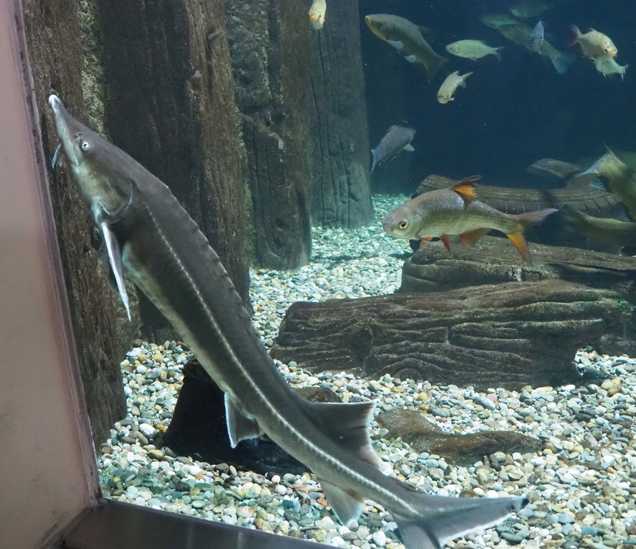 Sterlet (Acipenser ruthenus) and Roach (Rutilus rutilus), 2023-07-02