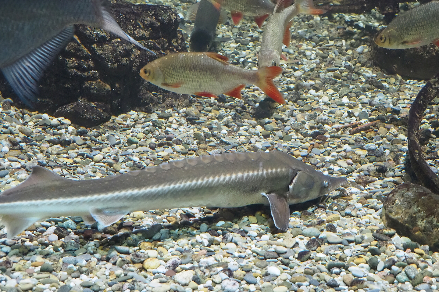 Sterlet (Acipenser ruthenus) and Rudd (Scardinius erythrophthalmus), 2022-09-04