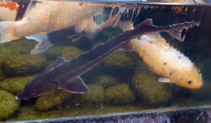 Sterlet (Acipenser ruthenus)