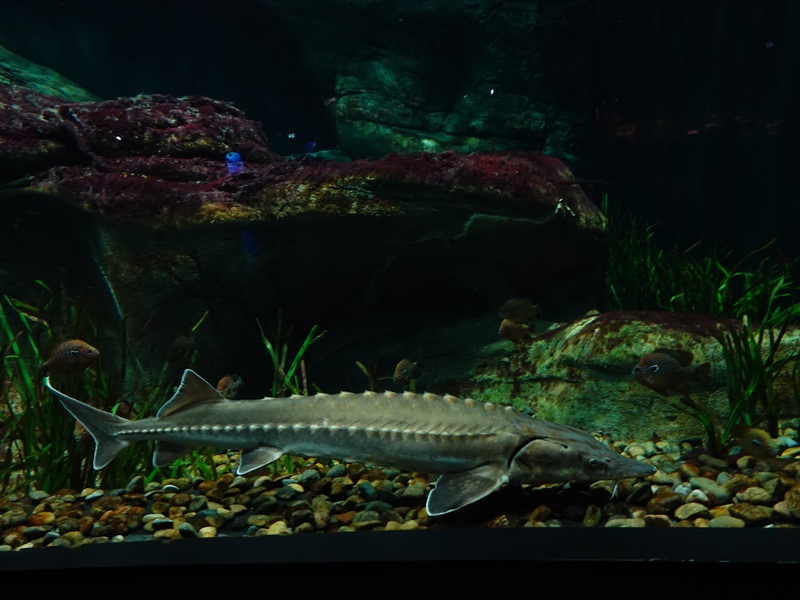 Sterlet (Acipenser ruthenus)