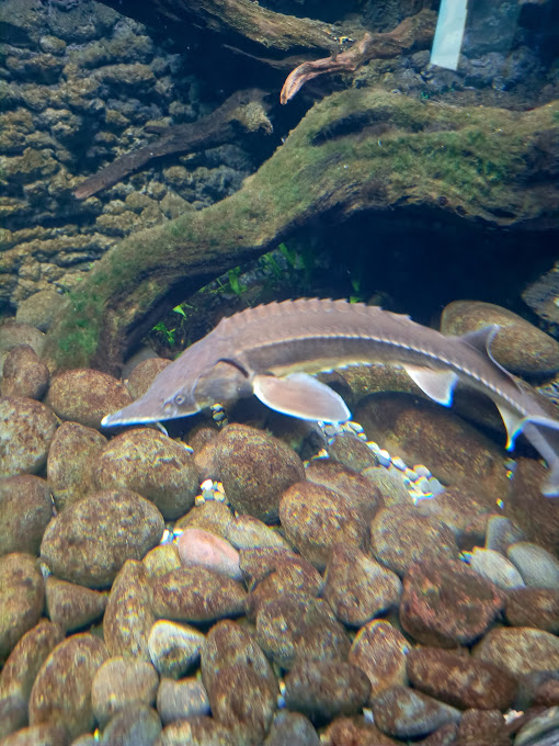 Sterlet (Huso ruthenus)