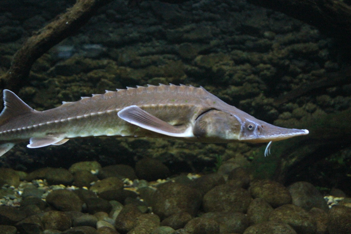 Sterlet (Huso ruthenus)