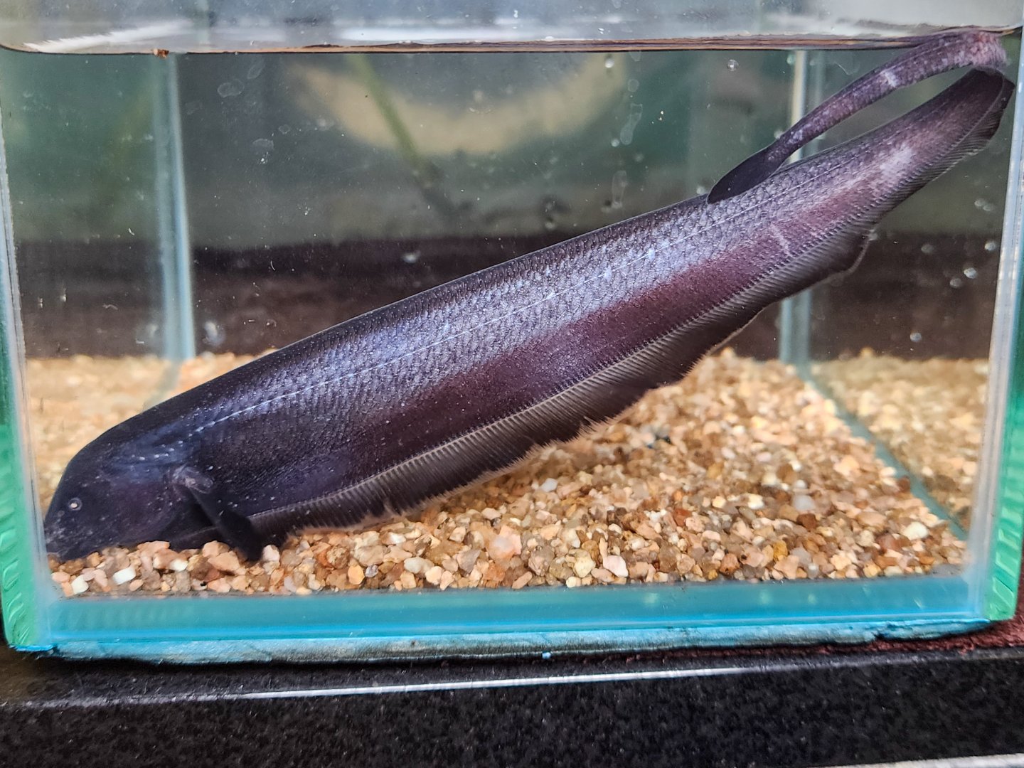 Sternarchogiton preto