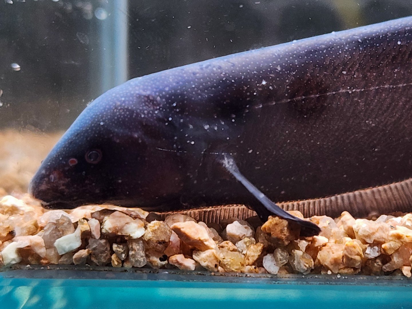 Sternarchogiton preto