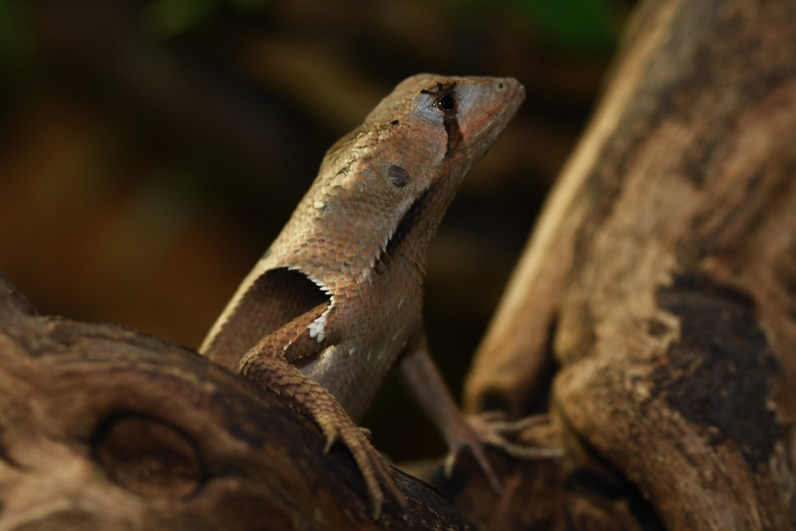 Sternocercus fimbriatus