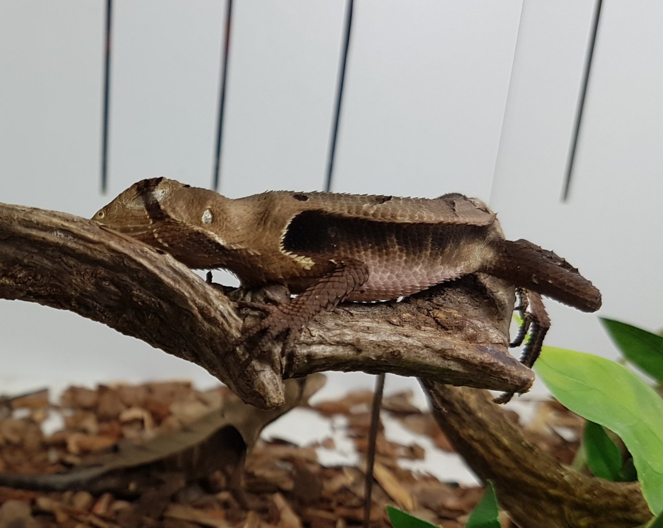 Sternocercus fimbriotus