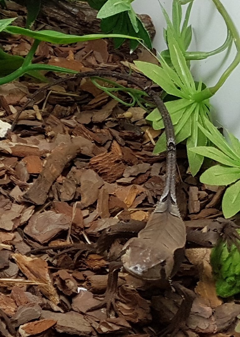 Sternocercus fimbriotus