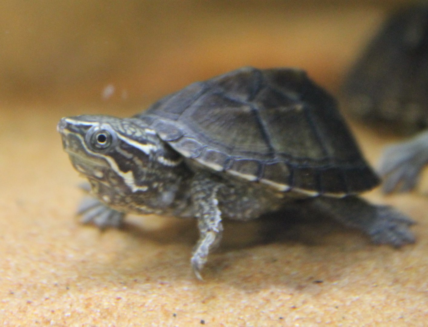 Sternotheres odoratus