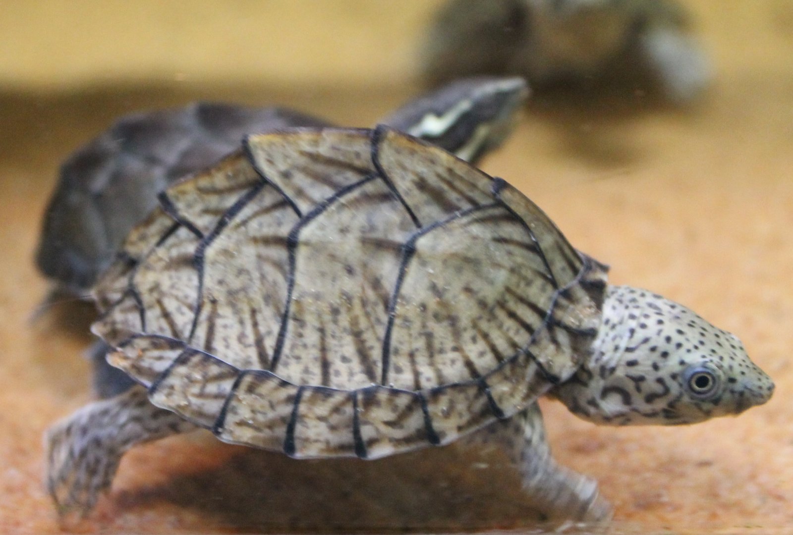 Sternotherus carinatus