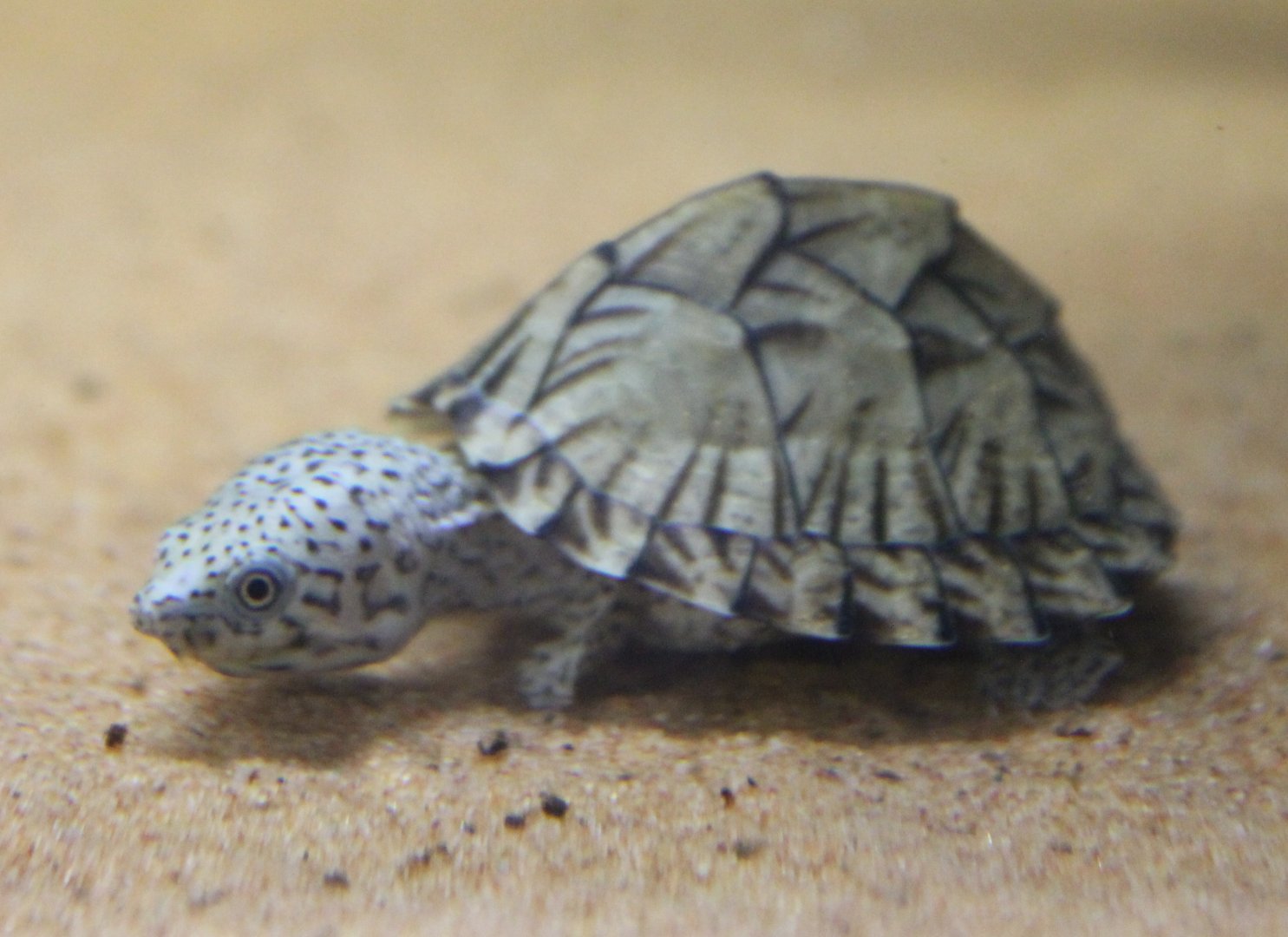 Sternotherus carinatus