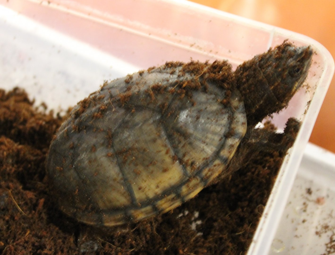 Sternotherus odoratus