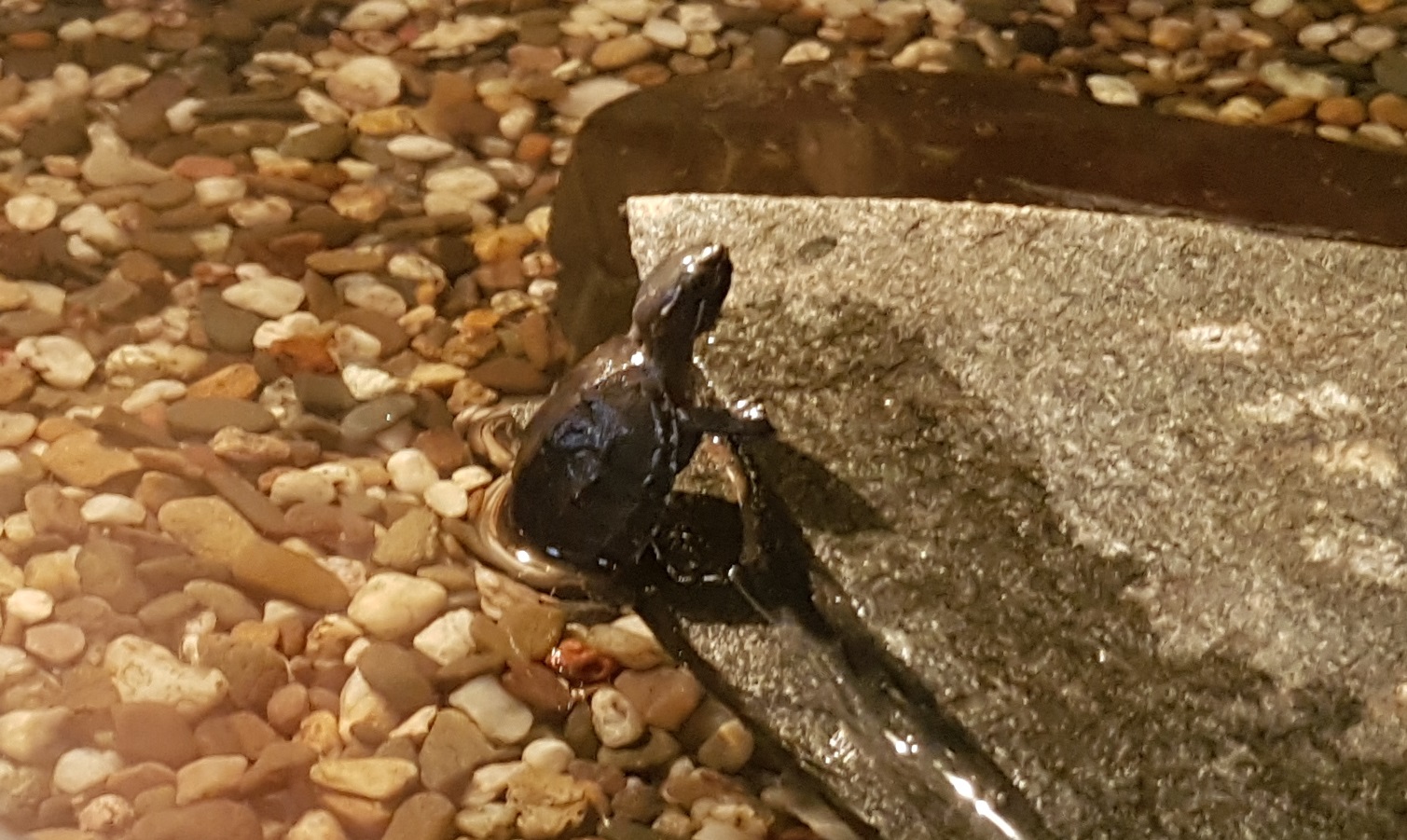 Sternotherus odoratus