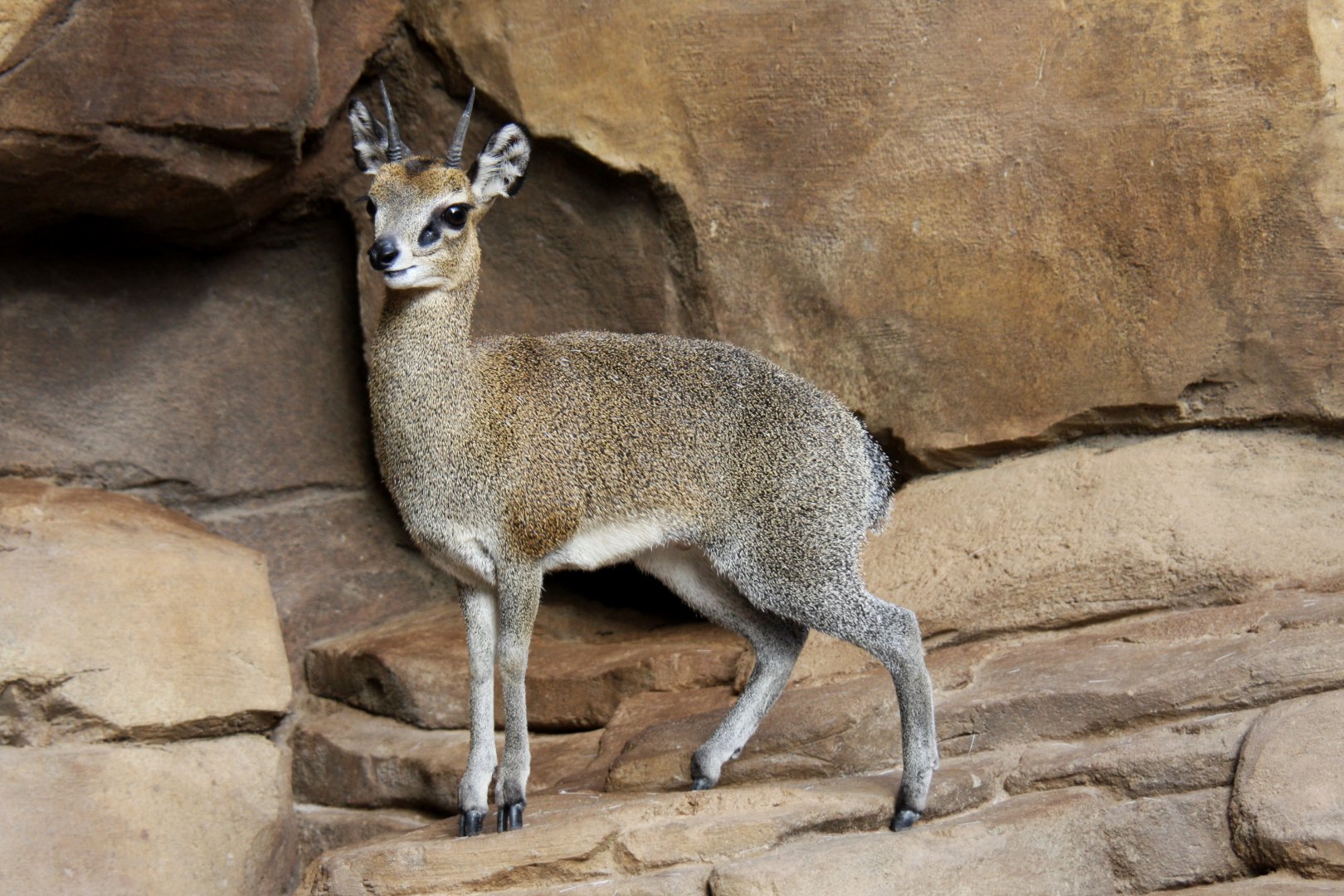 Stevenson's Klipspringer (Oreotragus oreotragus stevensoni) 2010
