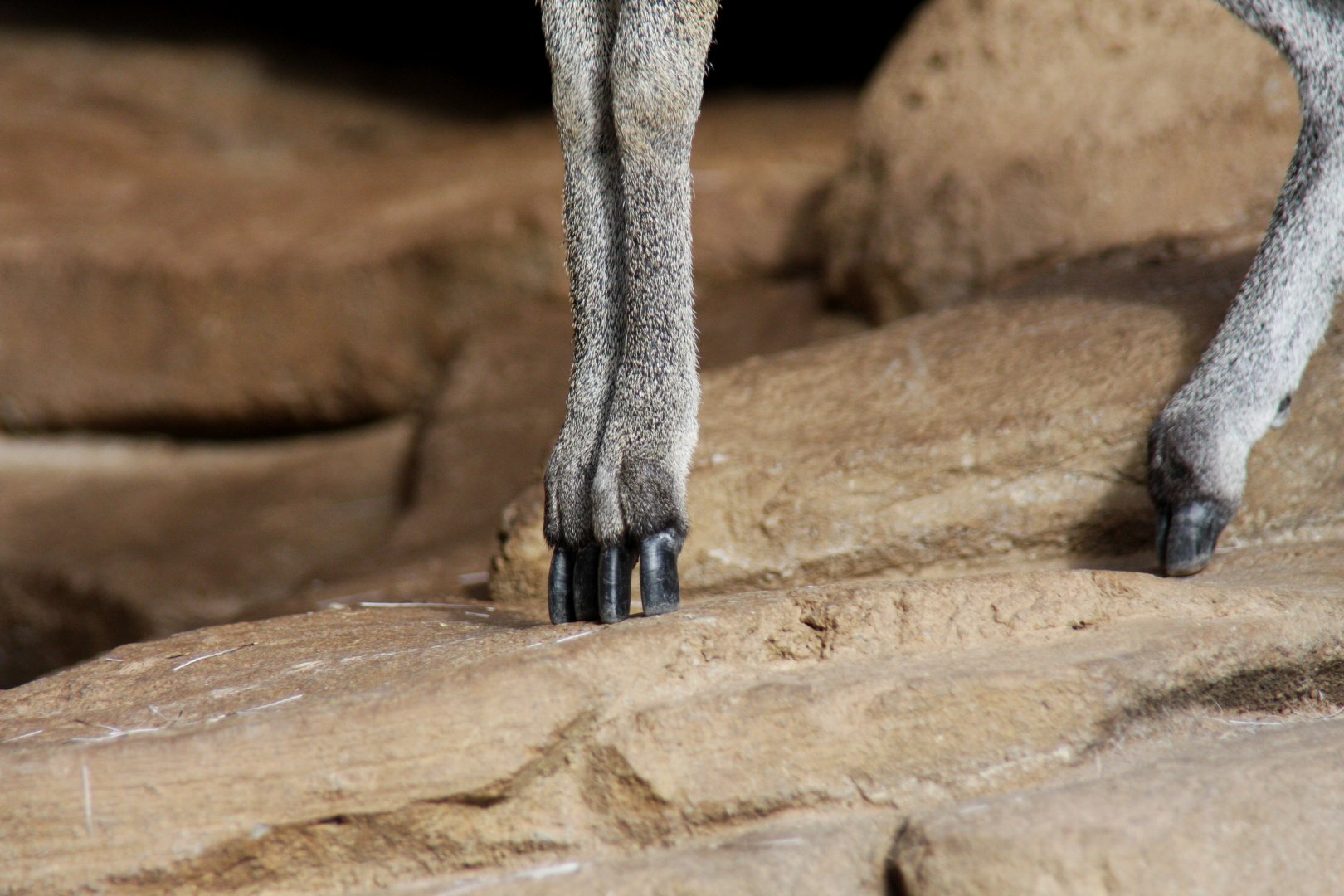 Stevenson's Klipspringer (Oreotragus oreotragus stevensoni) 2010