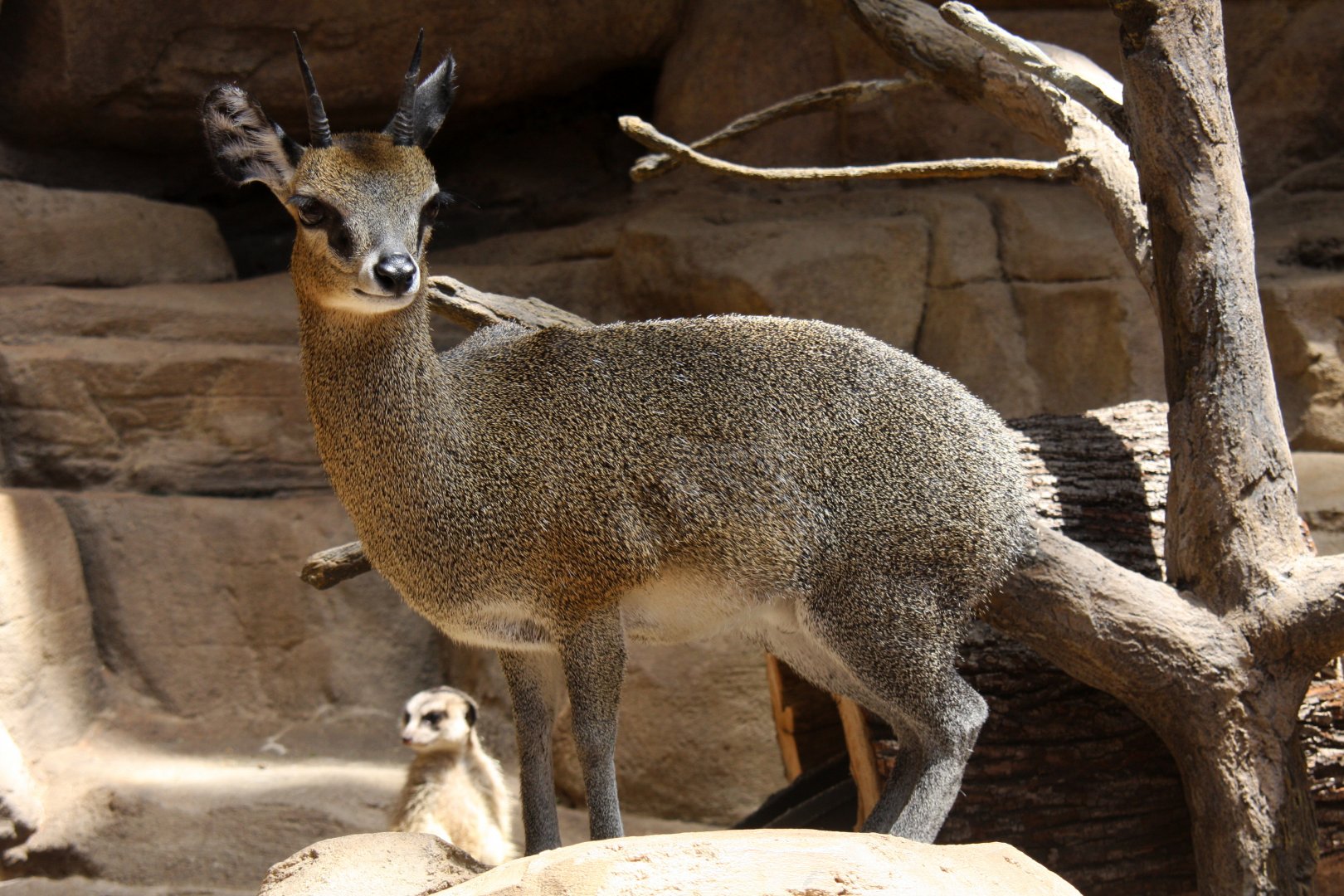 Stevenson's Klipspringer (Oreotragus oreotragus stevensoni) 2013