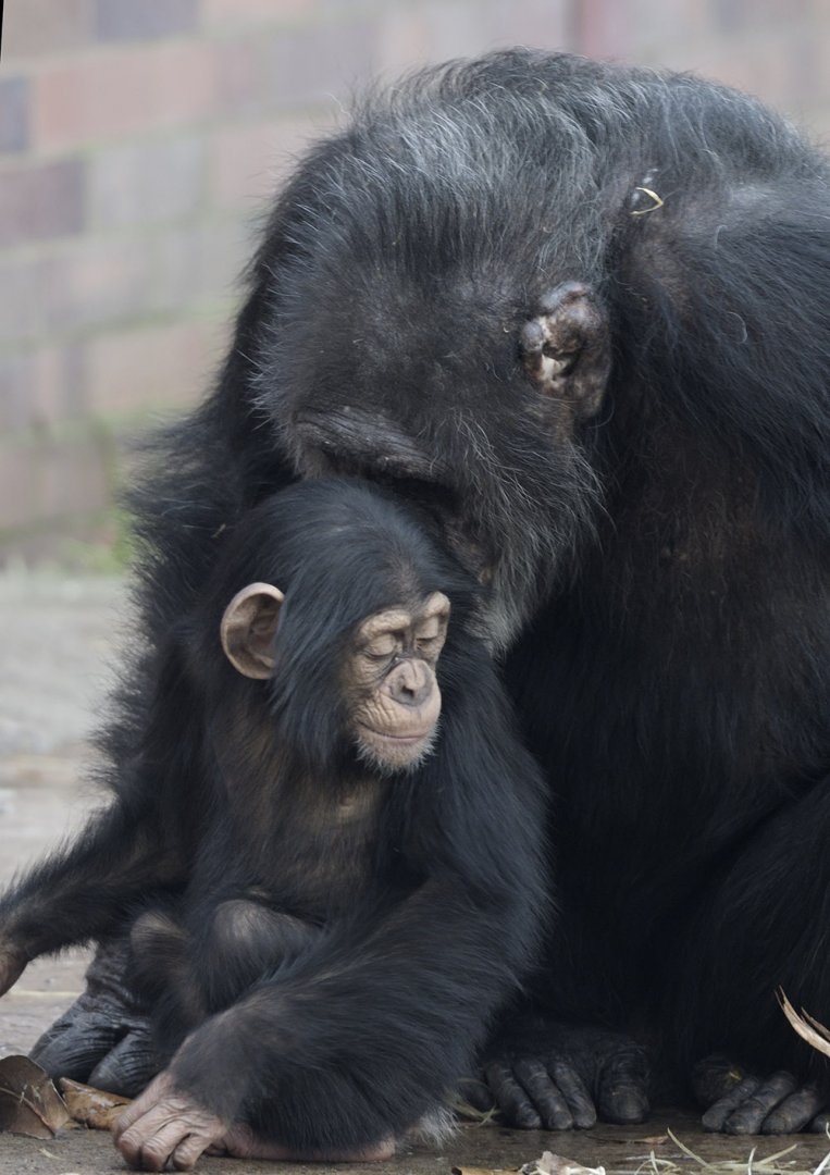 Stevie and Boris having a snuggle