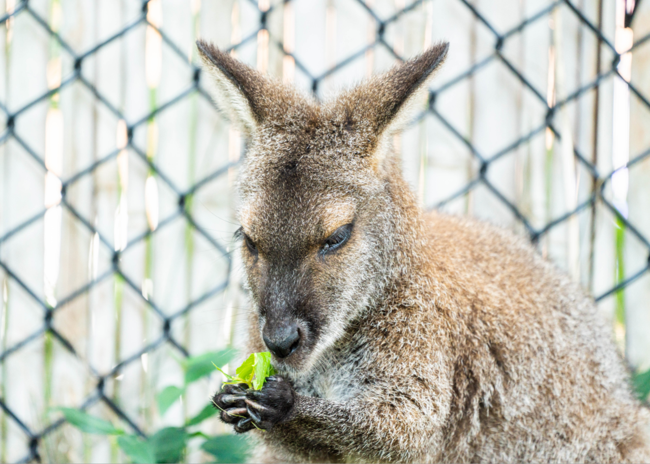 Stevie the female Bennett's Wallaby