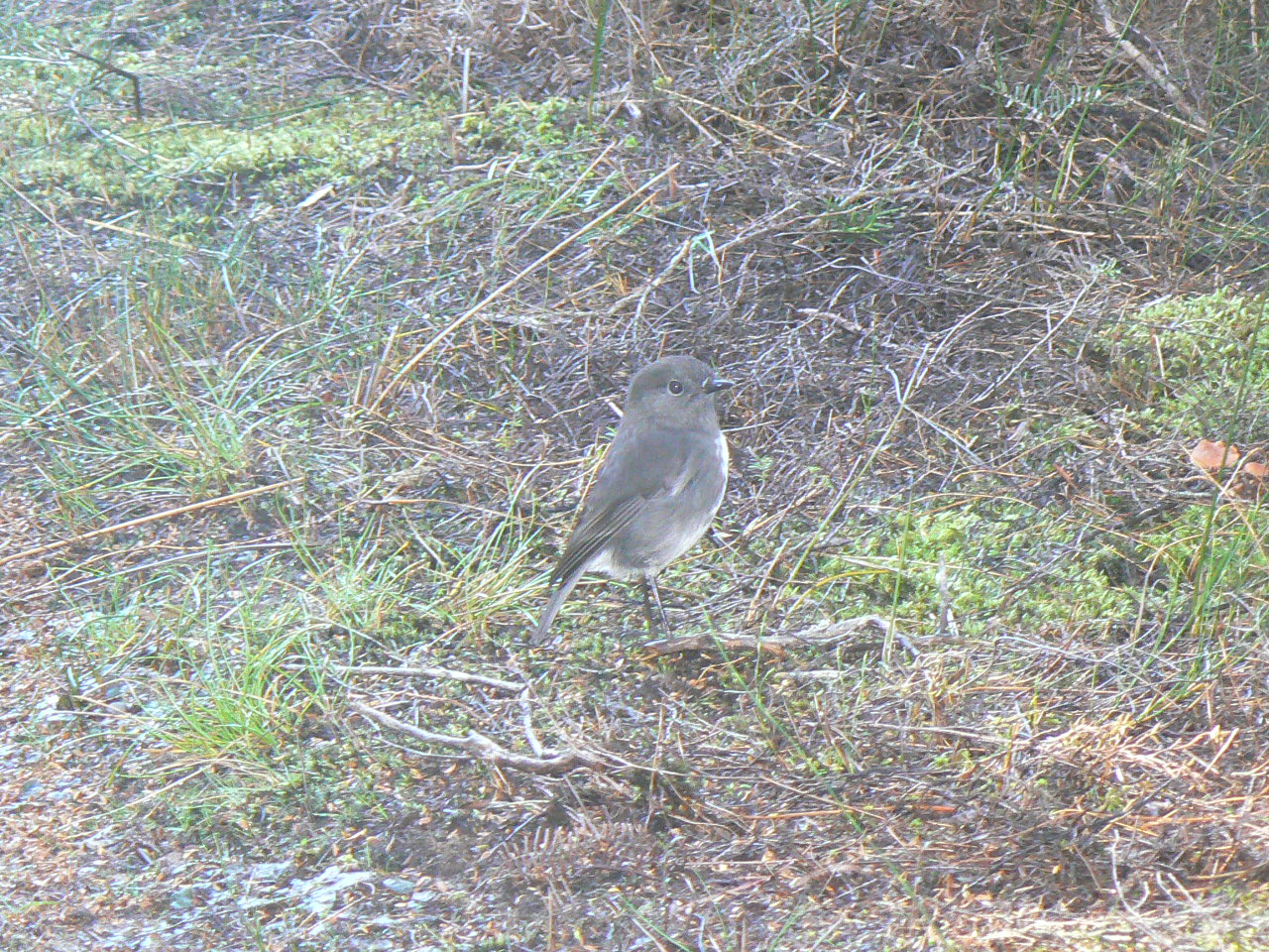 Stewart Island Robin, 2010.