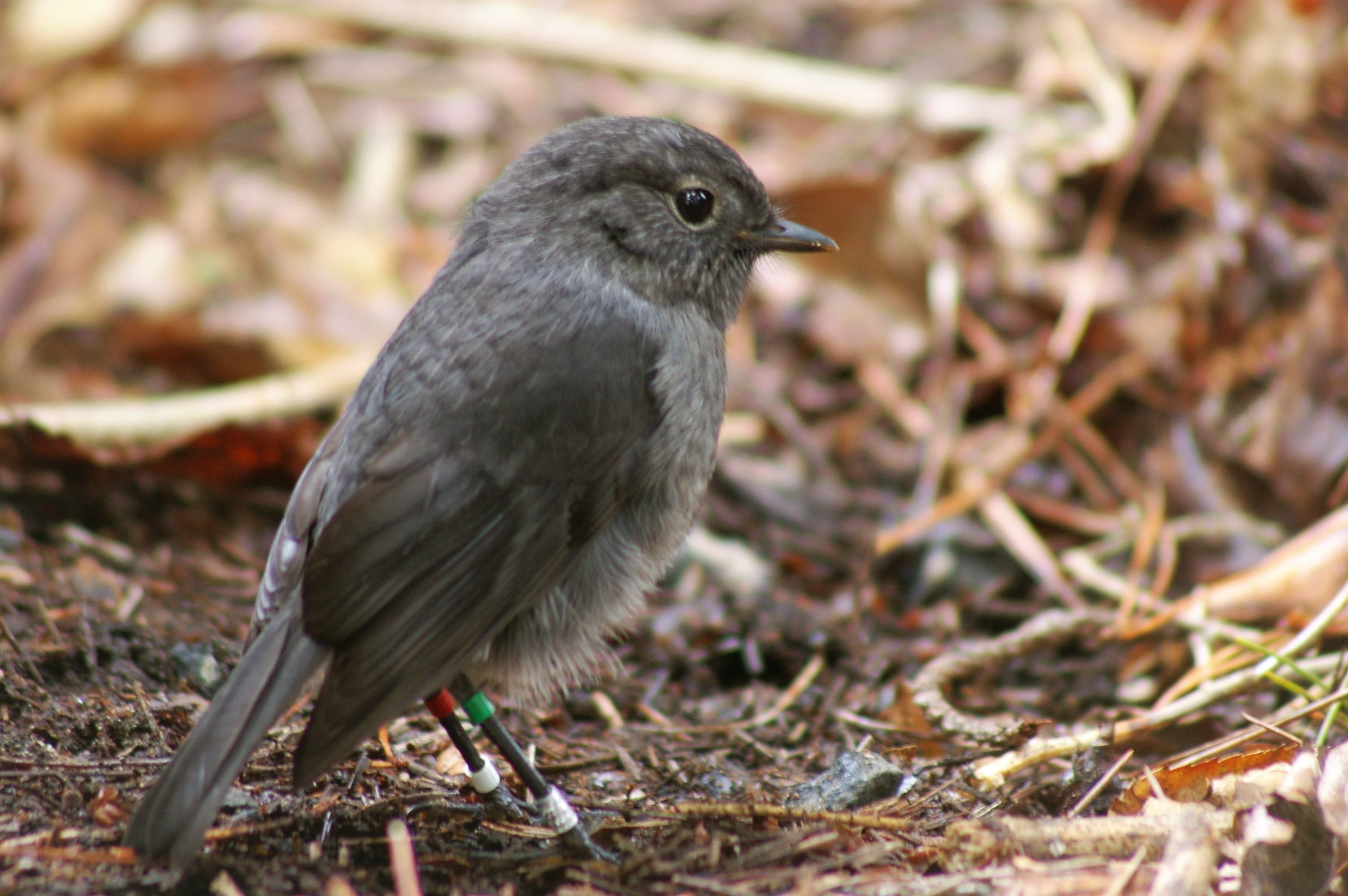 Stewart Island Robin (Petroica australis rakiura)