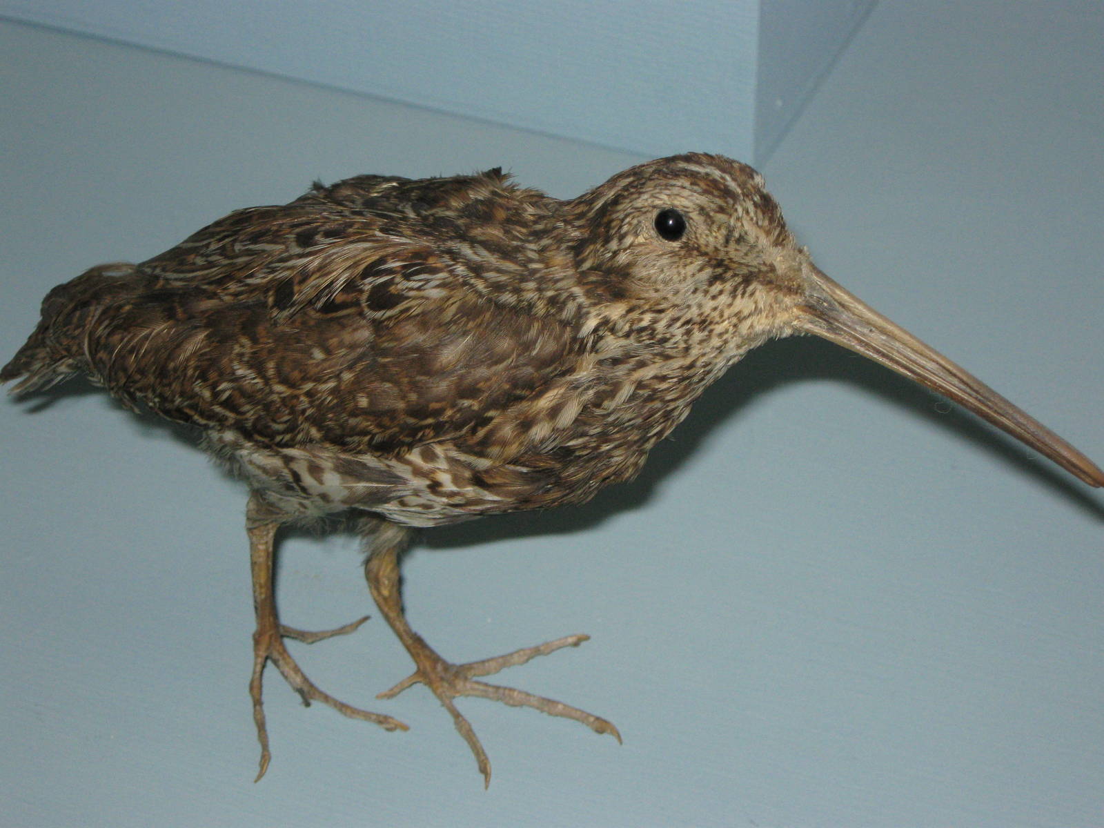 Stewart Island snipe (Coenocorypha aucklandica iredalei)