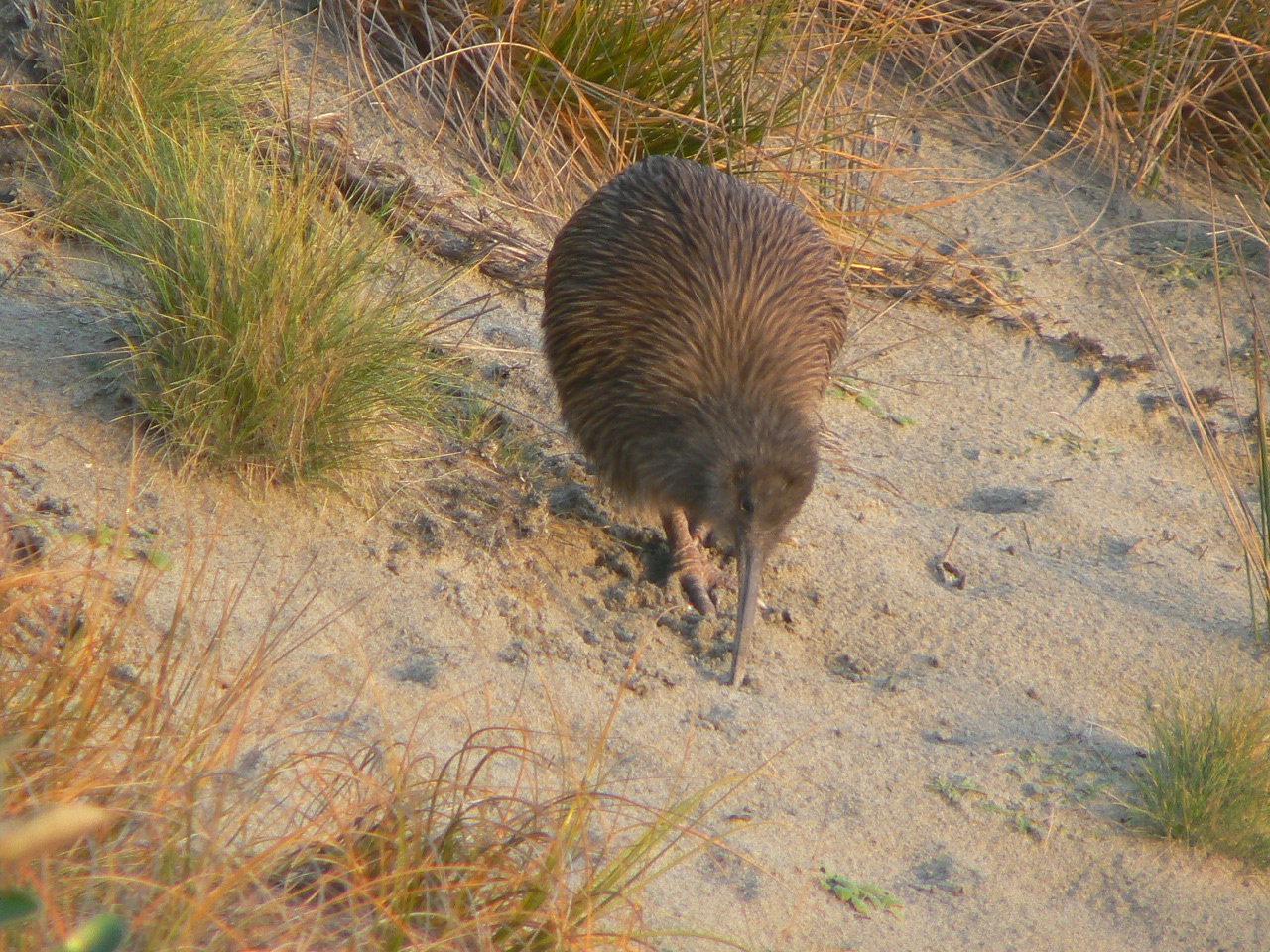 Stewart Island Tokoeka, 2010.