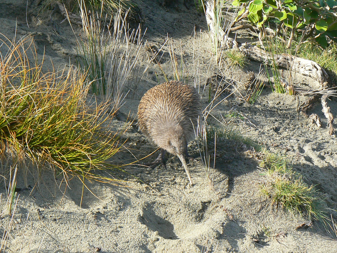 Stewart Island Tokoeka, 2010.
