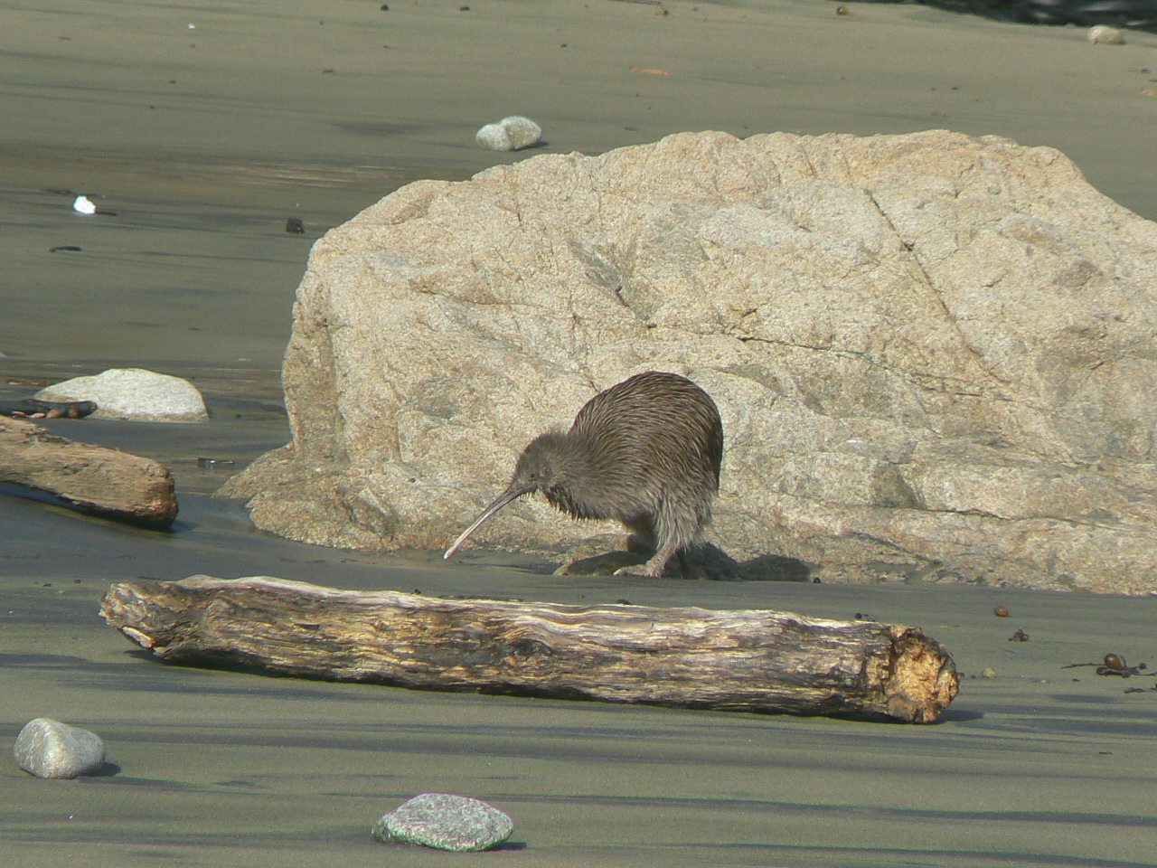 Stewart Island Tokoeka, 2010.