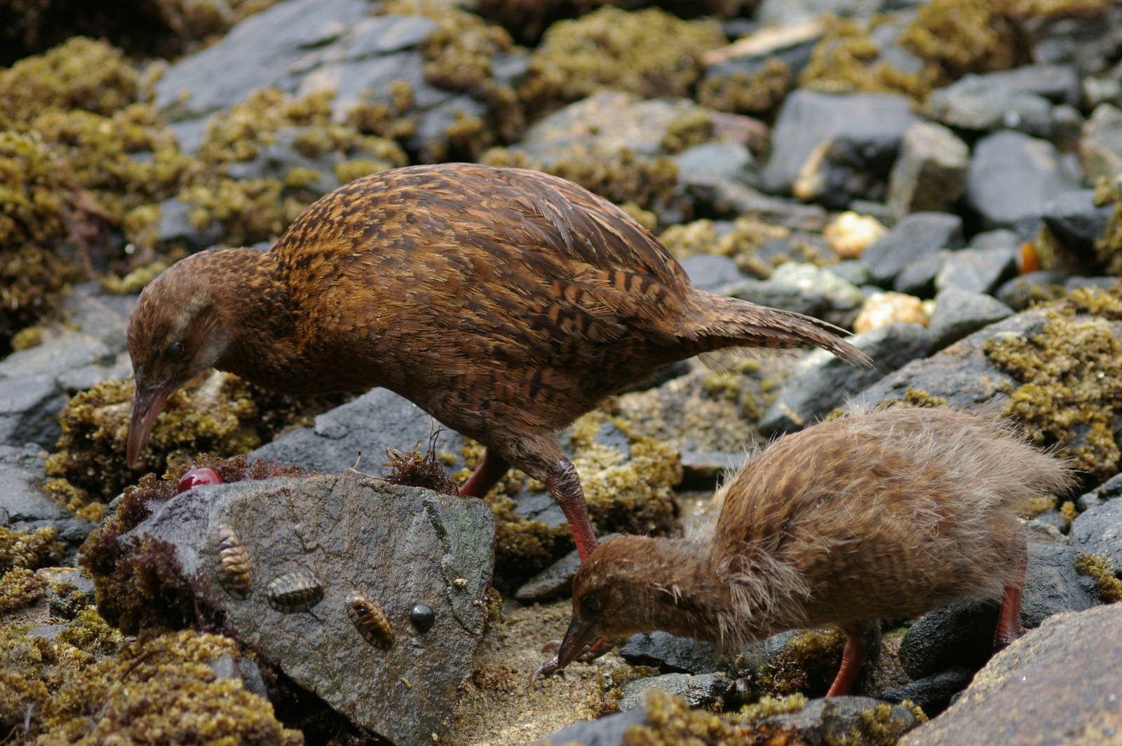Stewart Island weka (Gallirallus australis scotti) with chick