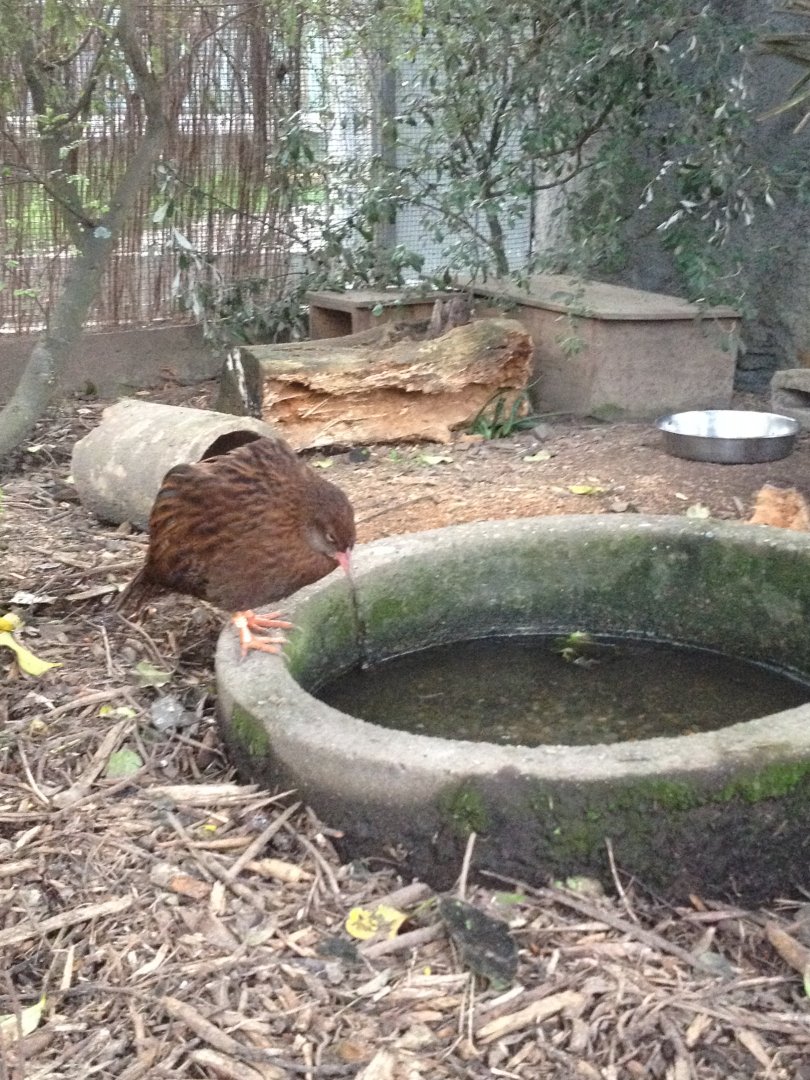 Stewart Island Weka (Gallirallus australis scotti)