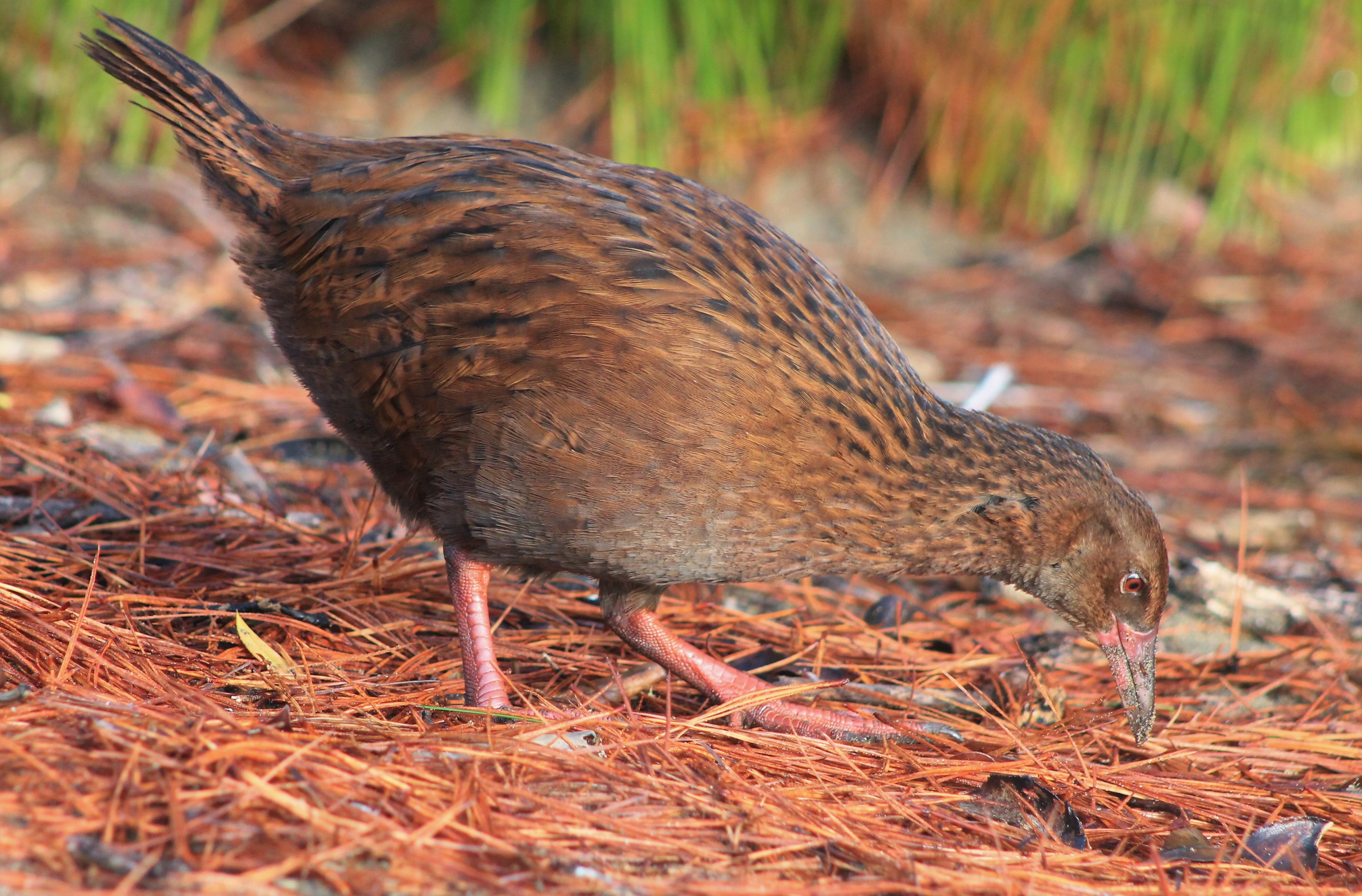 Stewart Island Weka (Gallirallus australis scotti)