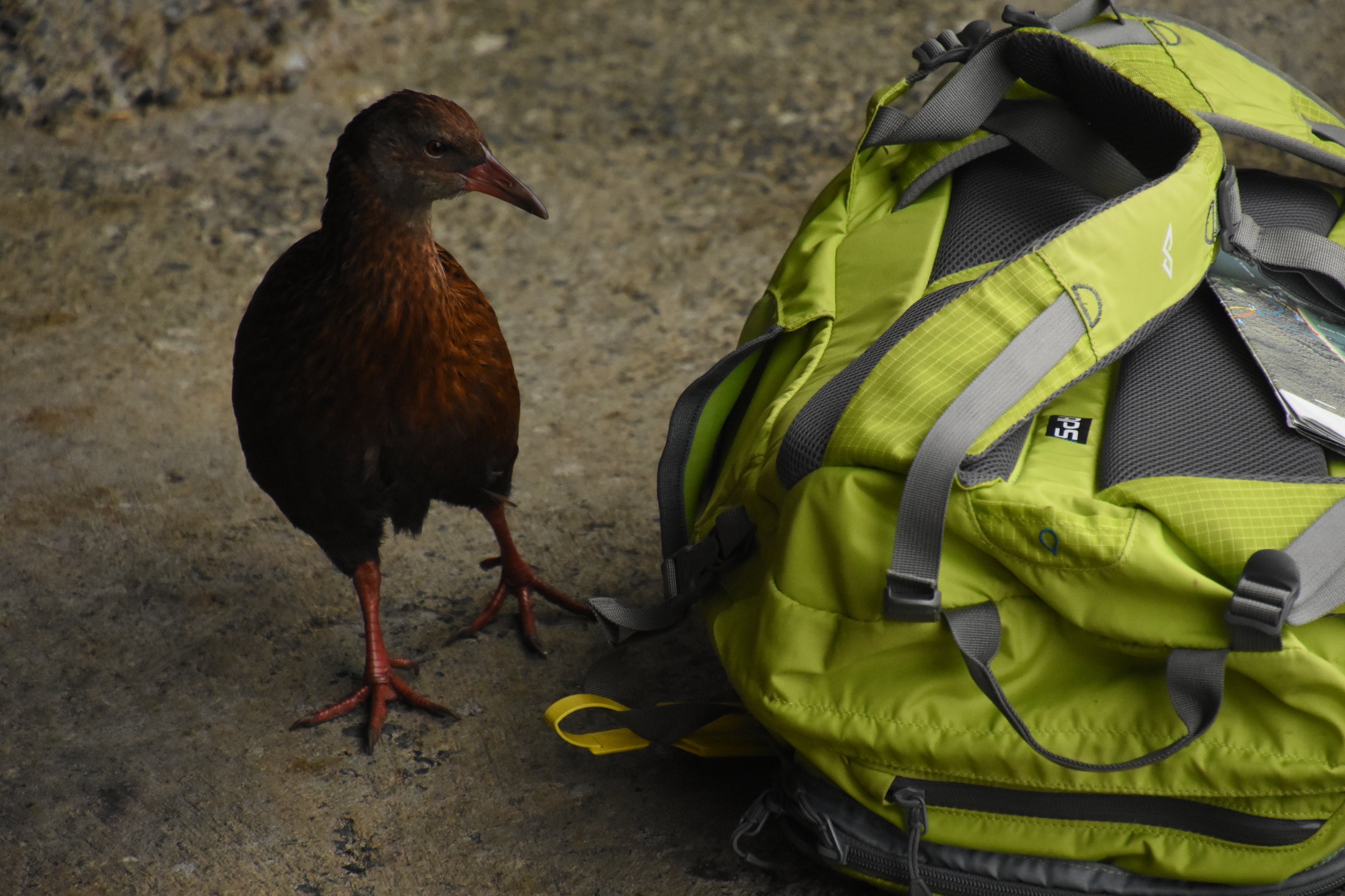 Stewart Island weka