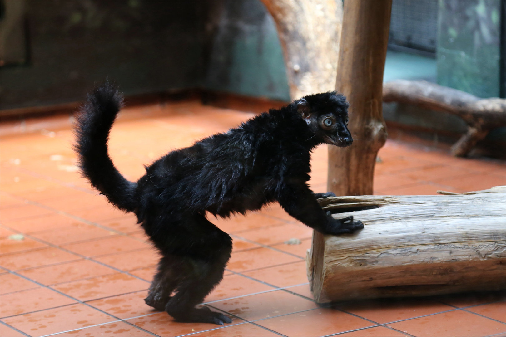 Stewart the Blue-eyed Black Lemur (1990-2022)
