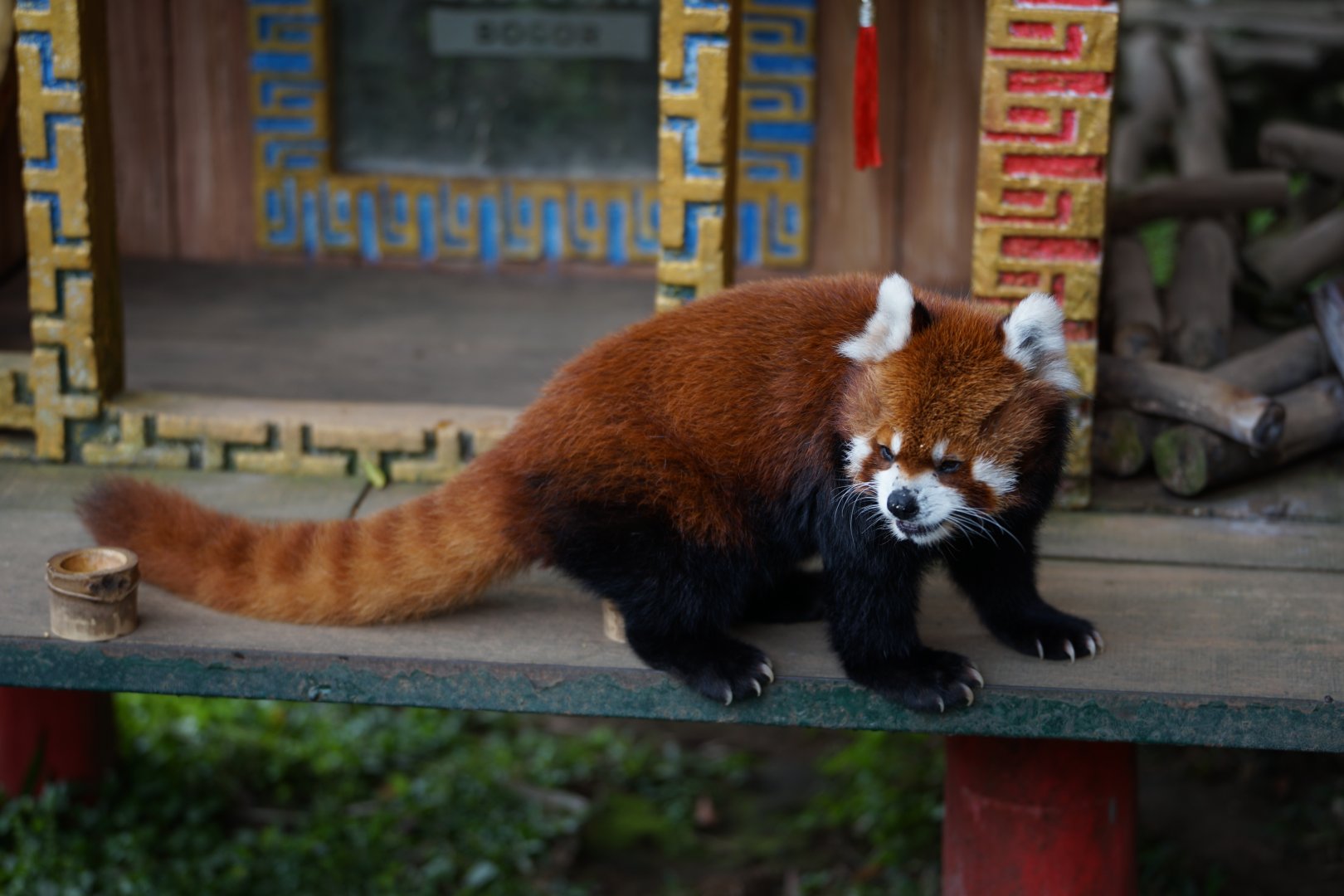 Stian's Red Panda