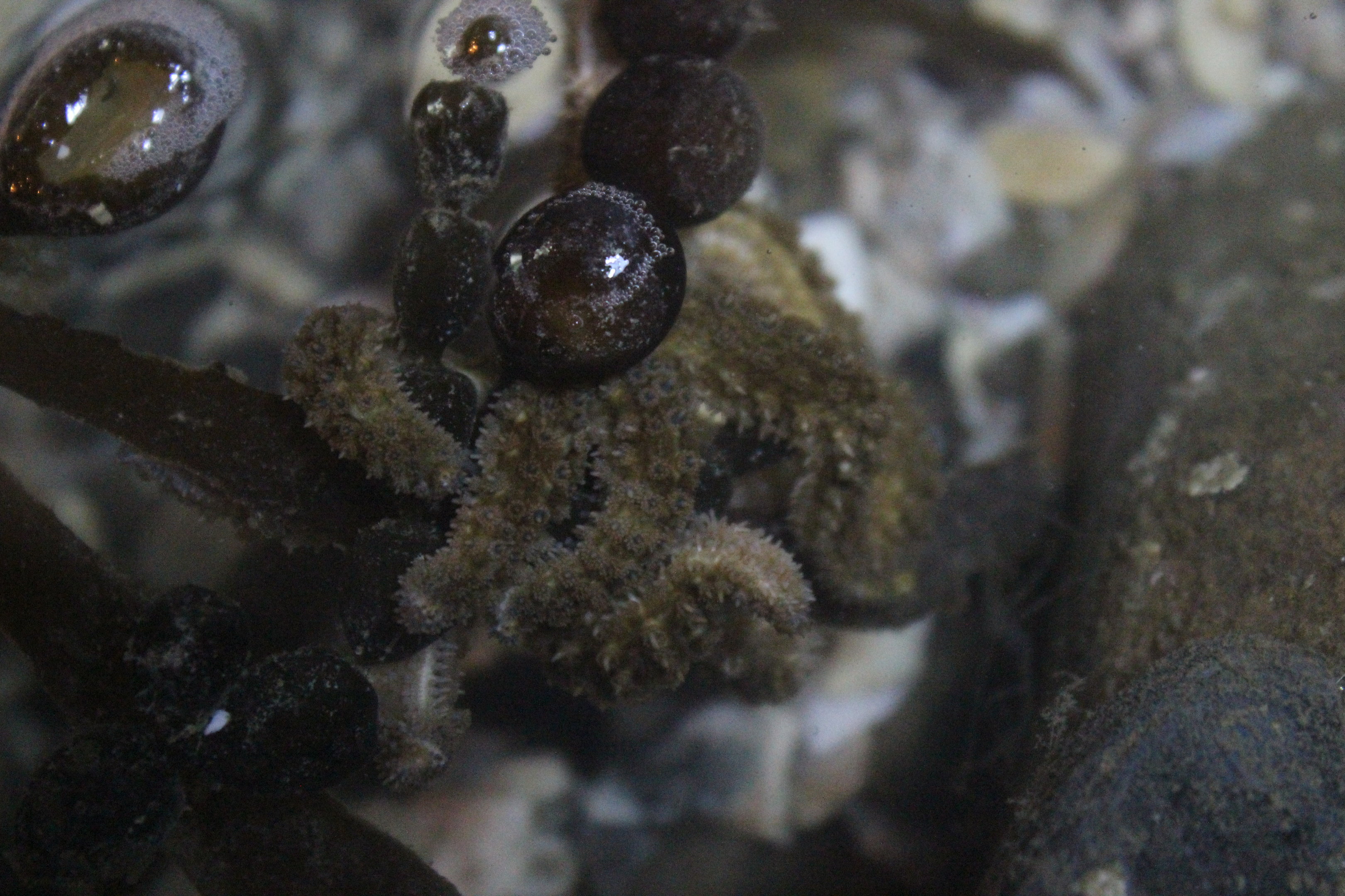 Stichaster australis (juvenile)