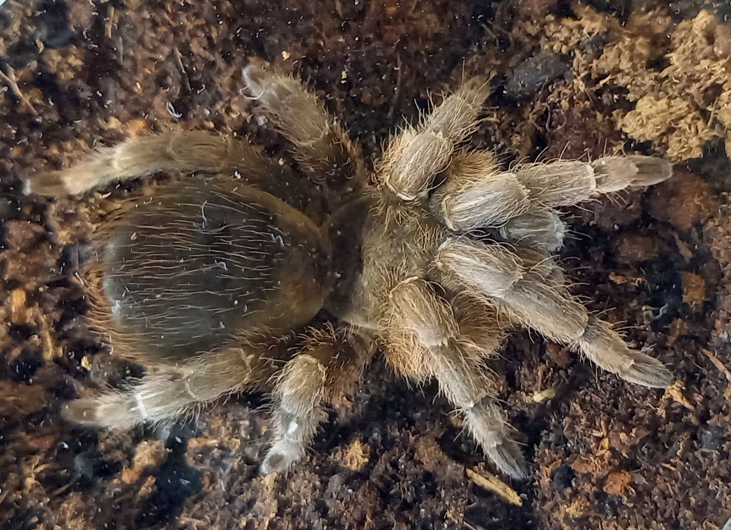 Stichoplastorus species ( Costa Rica )