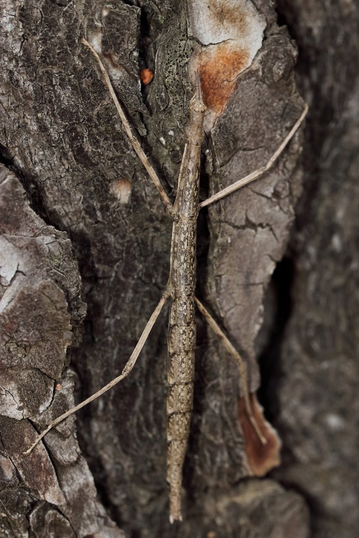 Stick bug ID - Found near Barcelona