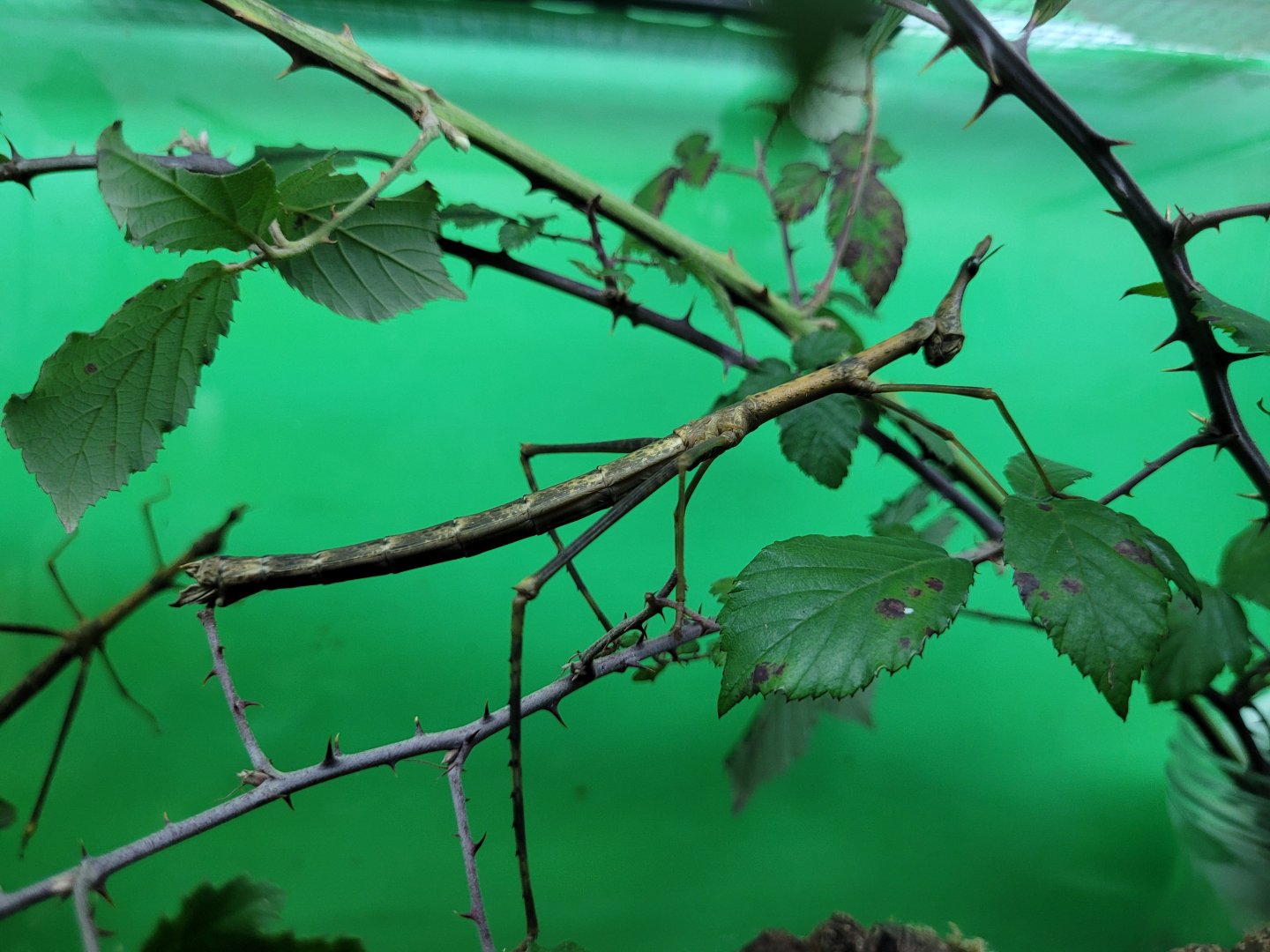 Stick grasshopper -Zoo de Santillana del Mar (2023)