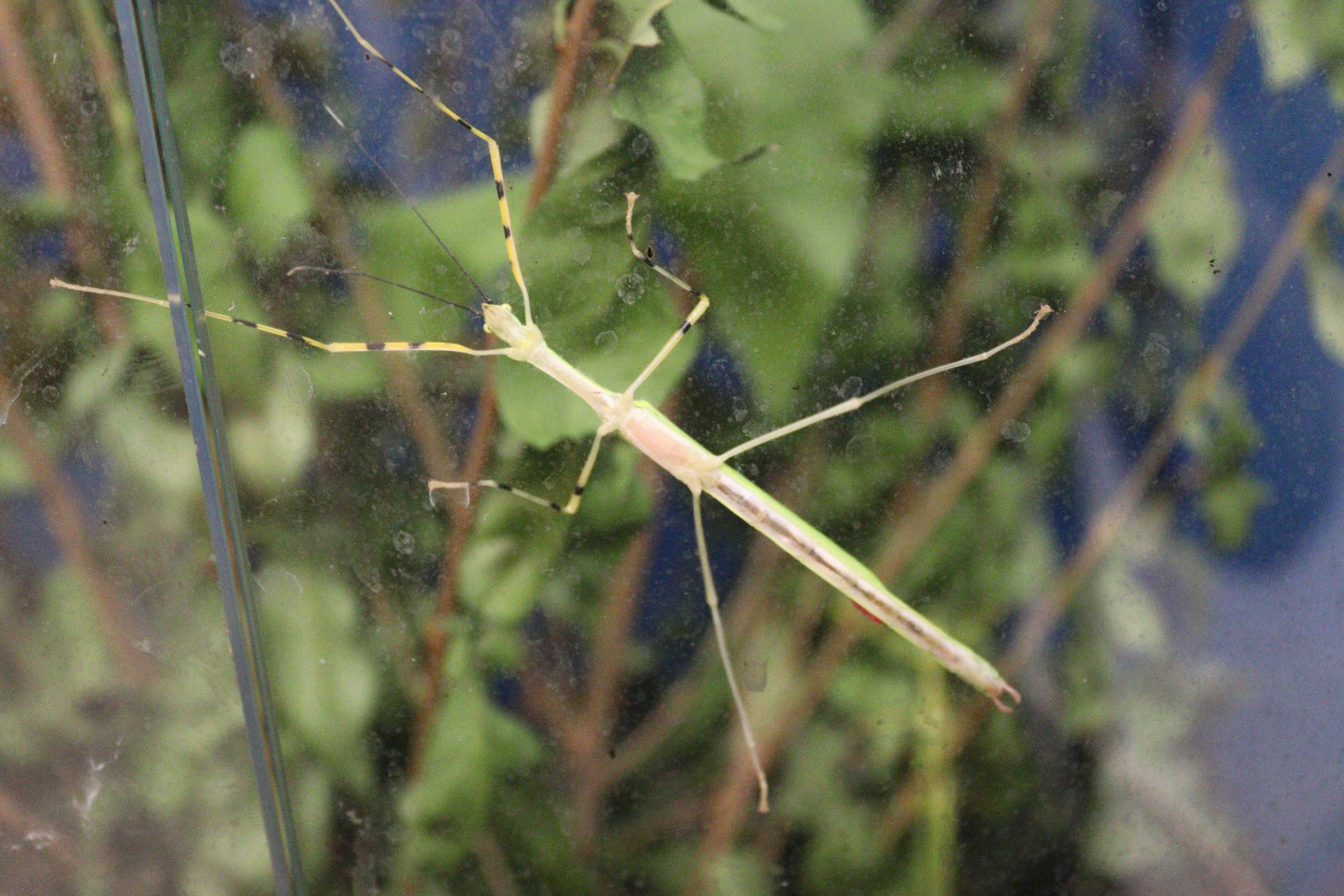 Stick insect (Anarchodes annulipes) BugParc, 08/2024