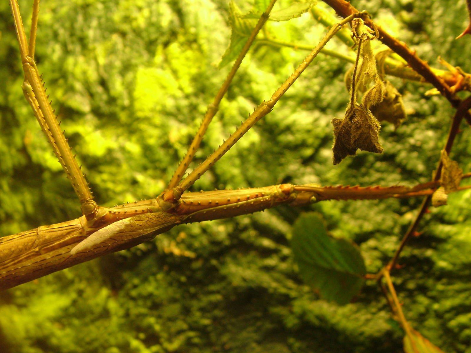 Stick Insect at Whipsnade 08/05/10