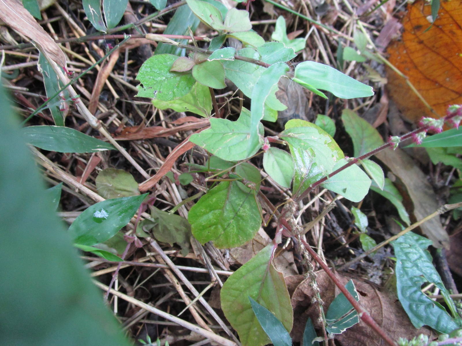 Stick Insect - Cuc Phuong