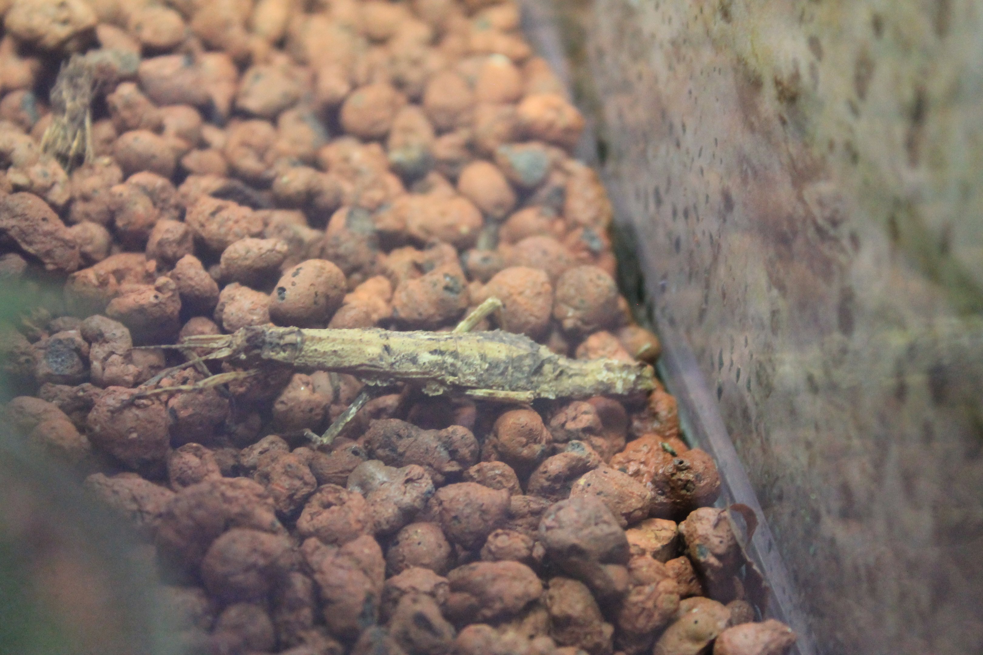 Stick Insect (Datames mouhoti)