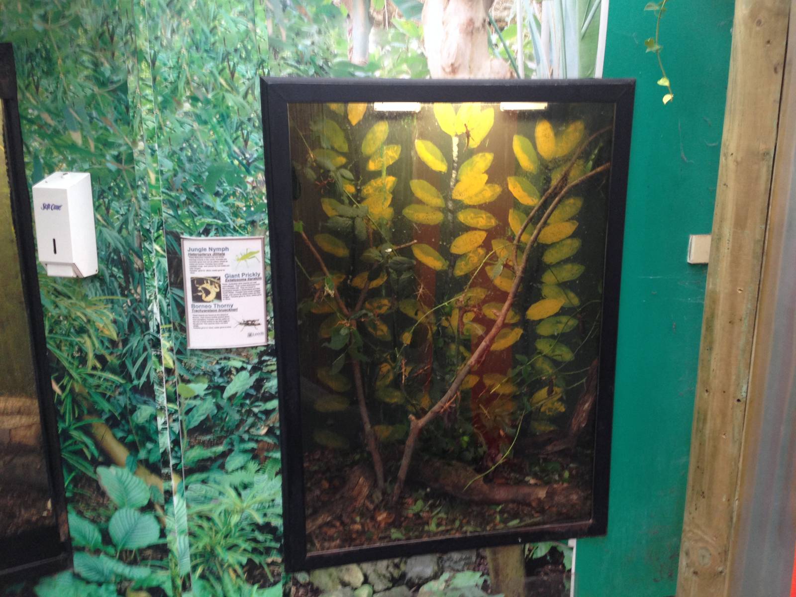 Stick Insect Display at Tropical World - 02/10/2013